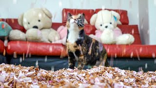 For a cat that always stays home, I gathered cherry blossoms and turned the house into Yeouido by 망치와응팔 17,493 views 2 years ago 15 minutes