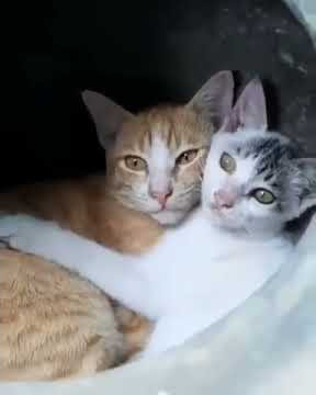 Pasangan ABG  terciduk || skandal terbaru