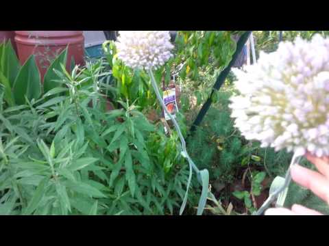 Video: Blomst hvitløksplanter: Lær om blomstring av hvitløksplanter