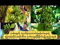 တစ်နေ့ဝင်ငွေ ၁၅သိန်းရရှိနိုင်မယ့်ငှက်ပျောစိုက်ခင်း