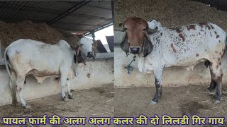 Best Lildi Gir cows of Payal Gir Gaushala Surat | 9081271242 | Gujarat Gir cows