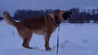 То Избушка, то Совиный Дол, или день в стиле Фигаро