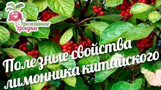 Лимонник китайский: свойства и особености выращивания лианы #urozhainye_gryadki Лимонник китайский: свойства и особености выращивания лианы #urozhainye_gryadki