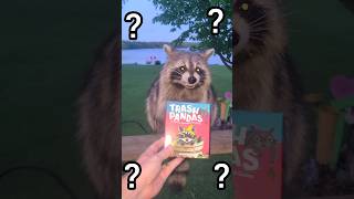 Never Play Cards With A Raccoon