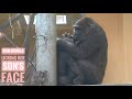 Mom Gorilla Licking Her Son&#39;s Face | Genki | Kyoto Zoo