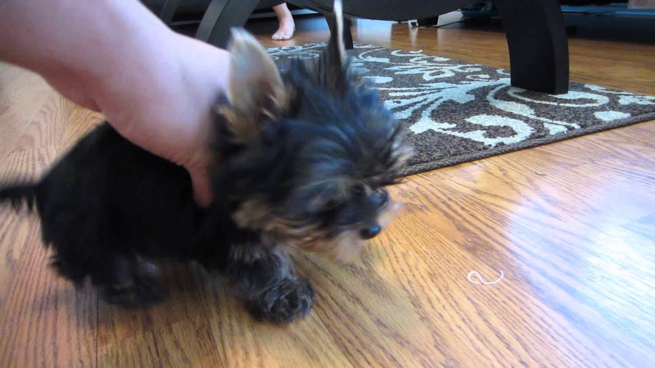 Teacup Yorkie, Welsh and Daschund YouTube