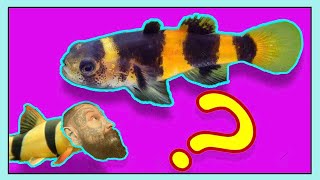 *UNBOXING FISH!!* 🐝 Bumblebee Goby!! Weird Faces and Snail Eaters!