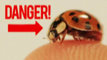 Which Ladybird is poisonous?