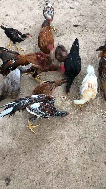 Breakfast Together #trending #viralshorts #roosters