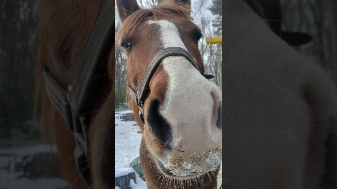 Horse #newmusic #fun #lifeisbutadream #horse #equestrian #countrymusic #country