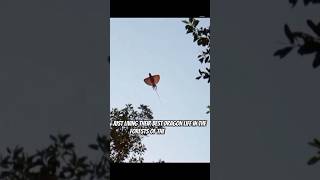 Fun Facts About Philippine Flying Dragon