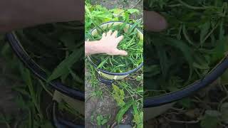 Pozysk Konopii Na Ekstrakt. Reszta Info Na Fb