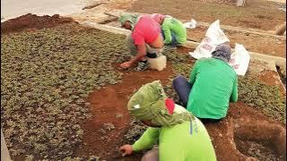 How to Plant Frog Grass in the Philippines | Manne Learning Academy