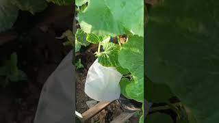 buah melon di 29 hst sanak #fypp #reels #kontenkreator #melon