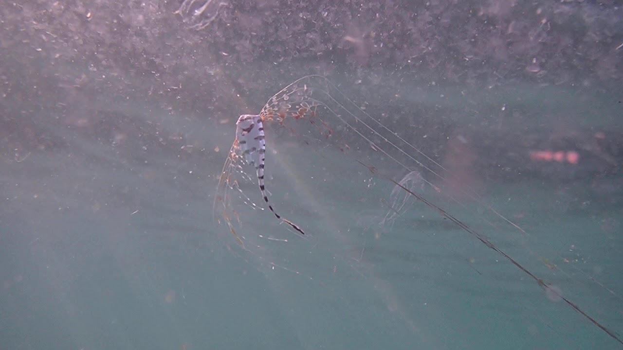 ユキフリソデウオ　Zu cristatus