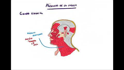 ANATOMÍA | Músculos de la Cabeza y cuello (Triángulos del cuello) | BLASTO