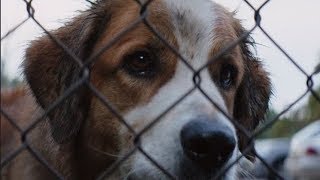 キャストの犬愛が満載／映画『僕のワンダフル・ライフ』フィーチャレット映像