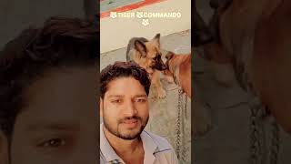#tiger #king #pitbull #ghazipur #up61
