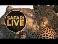 safariLIVE - Sunrise Safari - June 24, 2018