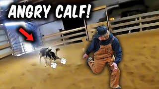 Download Lagu The Creekbend Boyz Brand ANGRY COWS! MP3