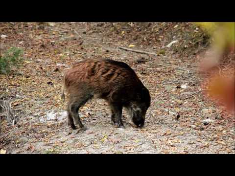 Caccia con l&rsquo;arco al cinghiale. boar bow hunting