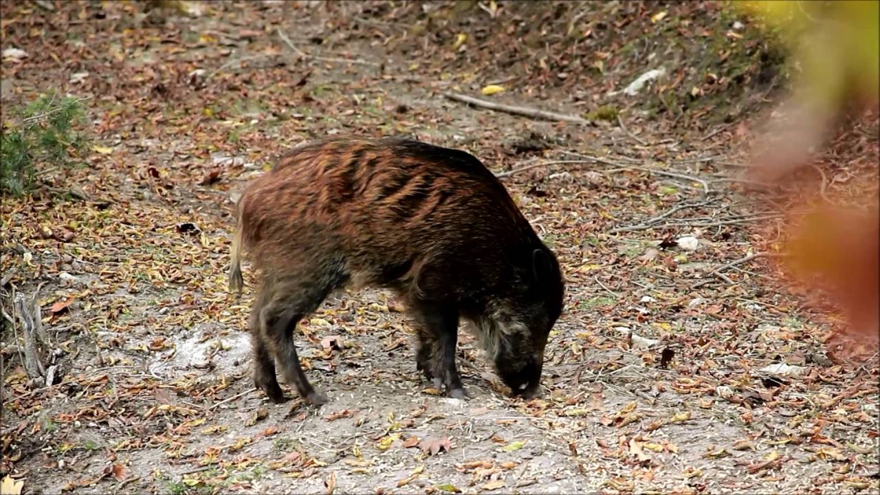 Video Caccia Al Cinghiale Con Balestra