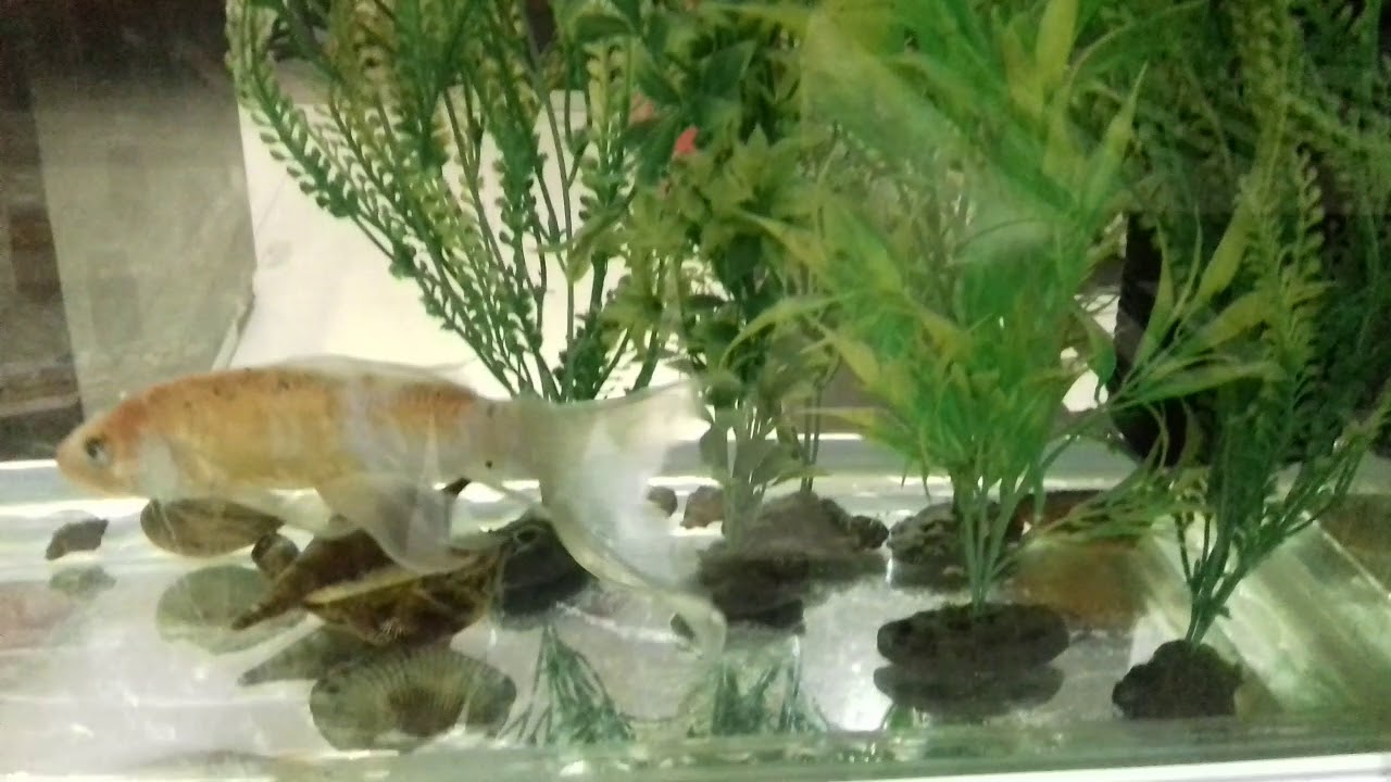 How to Keep Water Tanker Fish / Feed Fish & Water Change Time