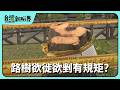 【台灣新眼界】20260715 路樹欲徙欲剉有規矩? 市民欲歇涼!政府顧安全!樹種按怎選?剉樹風波有解?