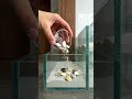 Untitled video