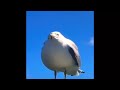 Seagull screech