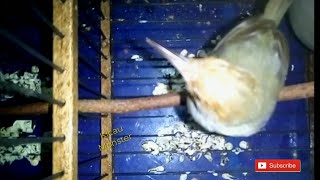 MASTERAN PRENJAK BETINA GACOR UNTUK BURUNG KICAUAN