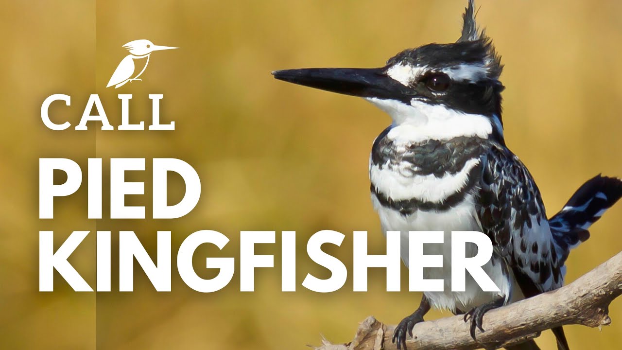 pied kingfisher call | Ceryle rudis | कवडा खंड्या | चितला कौडियाल | क्षत्रक | मत्स्यरंक