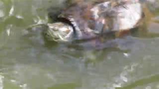 Turtle Vs Fish At Wat Umong Chiang Mai Thailand