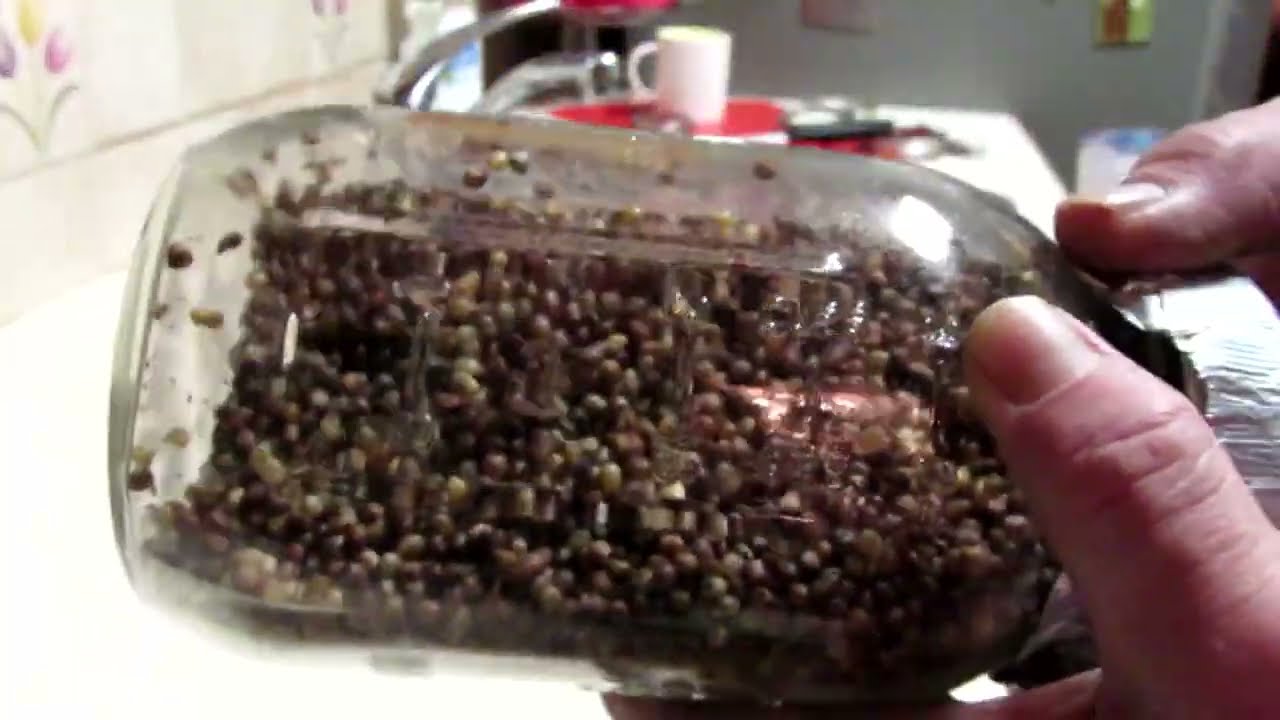 Perfect Wild Bird Seed Every Time!