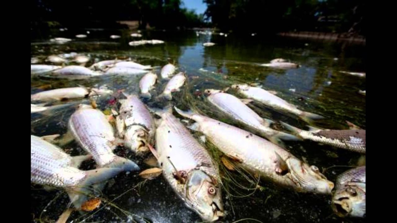 Рыба в грязной воде. Рыбы в загрязненных водоемах. Загрязнение воды рыбы.