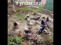 Андижанский голубий в оше