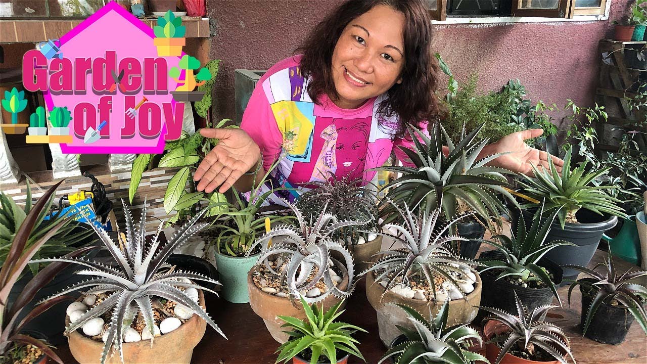 Dyckia Care Tips and Propagation - YouTube
