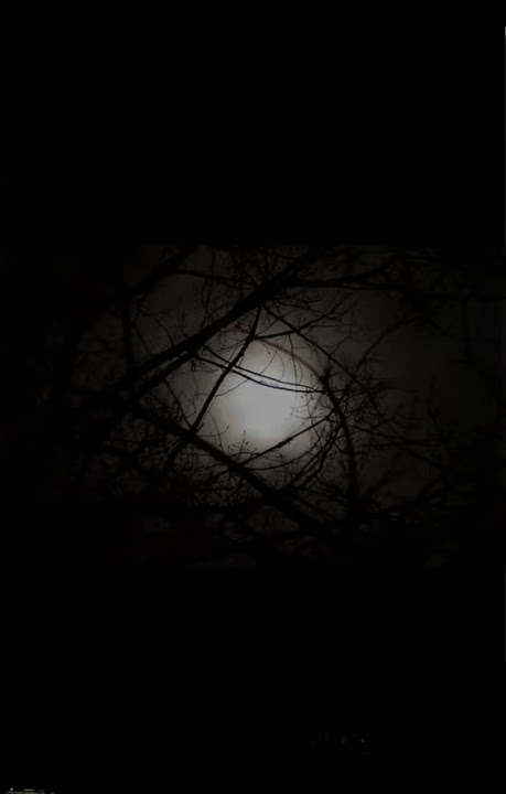 story wa | cintaku takkan berubah | anie carera #shorts