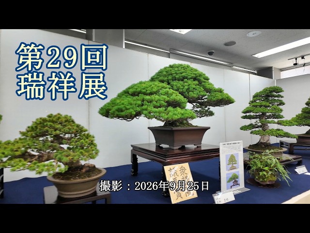 第43回皐月花季盆栽展示会 = 主催：横浜三渓園皐月会 = [4K] The 43rd