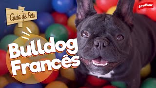 CALMO, DÓCIL E PERFEITO PARA APARTAMENTO: CONHEÇA O BULLDOG FRANCÊS | Guia de Pets by Baw Waw Oficial 37,227 views 1 year ago 13 minutes, 15 seconds