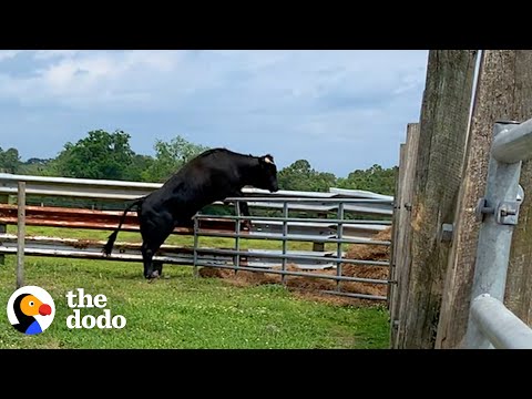 Escaped Beefalo Runs Loose Around Town For 8 Months | The Dodo