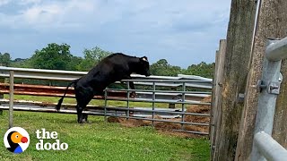 Escaped Beefalo Runs Loose Around Town For 8 Months | The Dodo