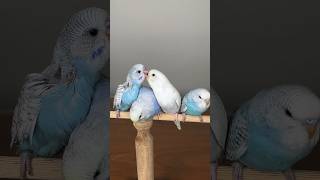 4 Kardeş Muhabbet Kuşu Yavruları Nasıl Büyüdü #Shorts #Birds