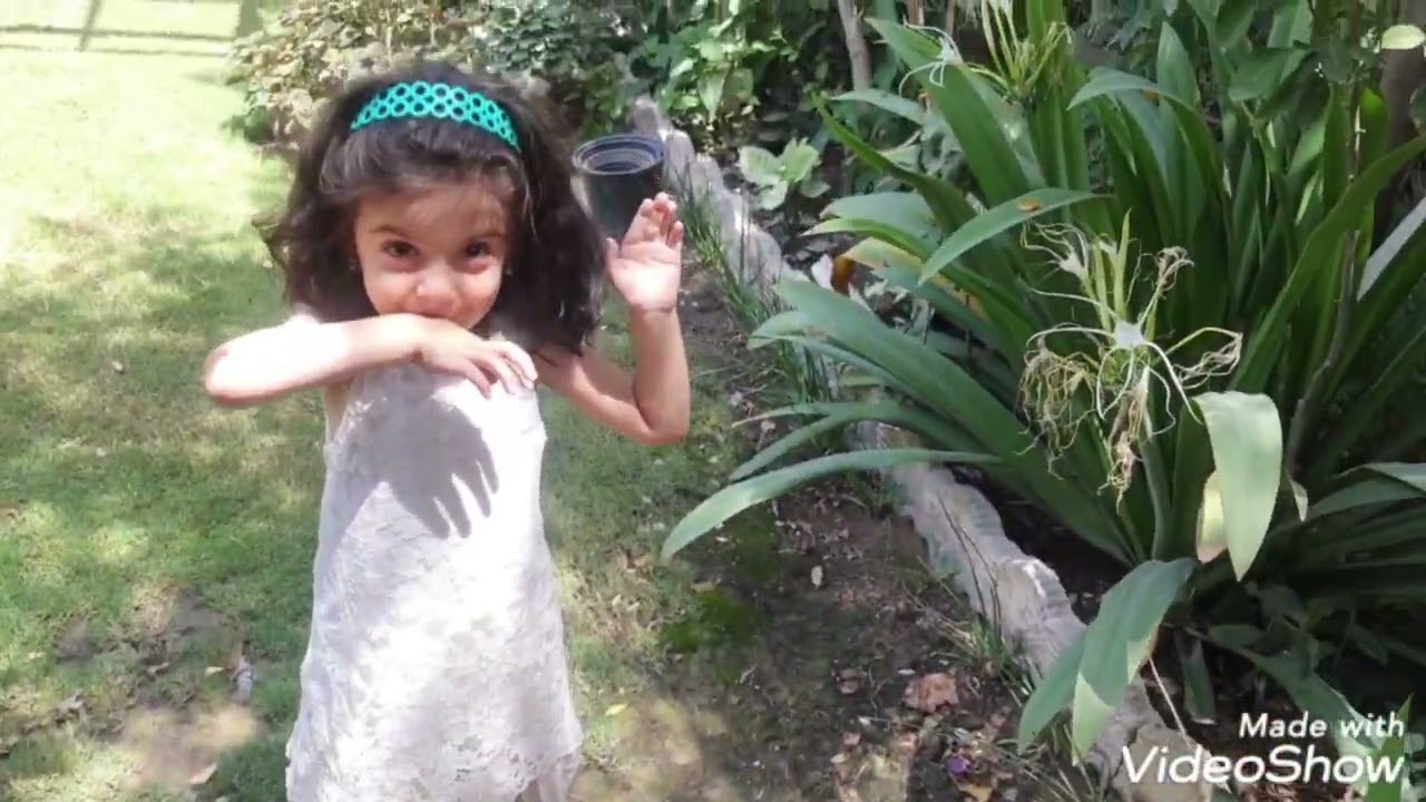 نبات البوتس اللبلاب ممكن زراعته بالحديقة بين الاشجار ⚘️⚘️جنتي حديقتي⚘️⚘️