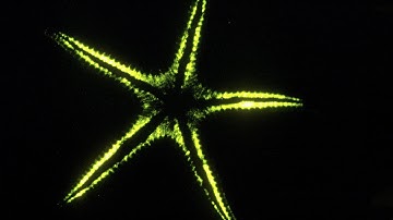 The weird, wonderful world of bioluminescence - Edith Widder