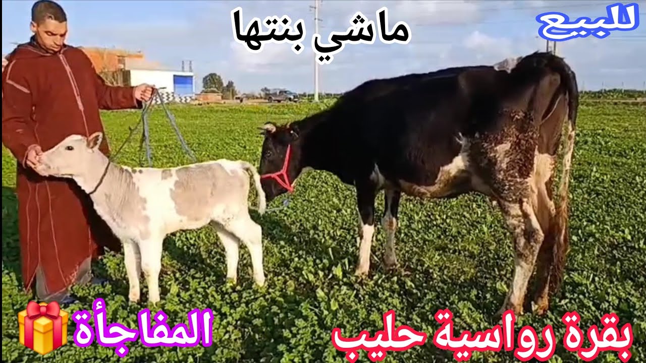 دائما الجديد 💫بقرة رواسية حليب + المفاجأة🎁 إتصل 06.45.95.99.42📞 ألو سي يوسف نواحي الغرب 🇲🇦