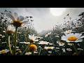 Wildflower Meadow: 1 Hour of Calming Nature &amp; Soft Piano Music