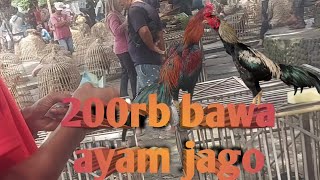 Download Lagu Pasar ayam jatinom klaten solusi yg cari ayam bagus MP3