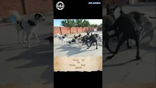 🐕 Dog Team First vs Dog Team Second ⚔️. Team First ya Team Second? 😎🐶 Dekho kaun jeeta battle! 😂🔥