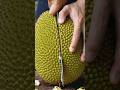 How To Cut Jackfruit #jackfruit #howto #summerfruit #maharashtra #viral #asmr
